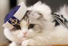 微信小程序媒体组件 image-国外主机测评 - 国外VPS，国外服务器，国外云服务器，测评及优惠码