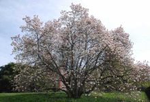 日本樱花云服务器wan-国外主机测评 - 国外VPS，国外服务器，国外云服务器，测评及优惠码