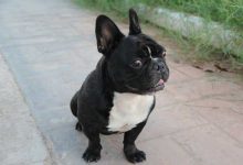 动态vps是什么如何选择合适的动态vps,动态vps的优势及适用范围介绍-国外主机测评 - 国外VPS，国外服务器，国外云服务器，测评及优惠码