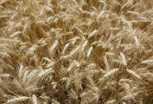 动态网站cdn如何加速的-国外主机测评 - 国外VPS，国外服务器，国外云服务器，测评及优惠码